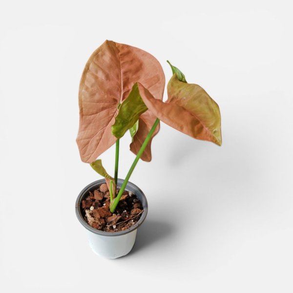 Product image of  Syngonium Neon Robusta