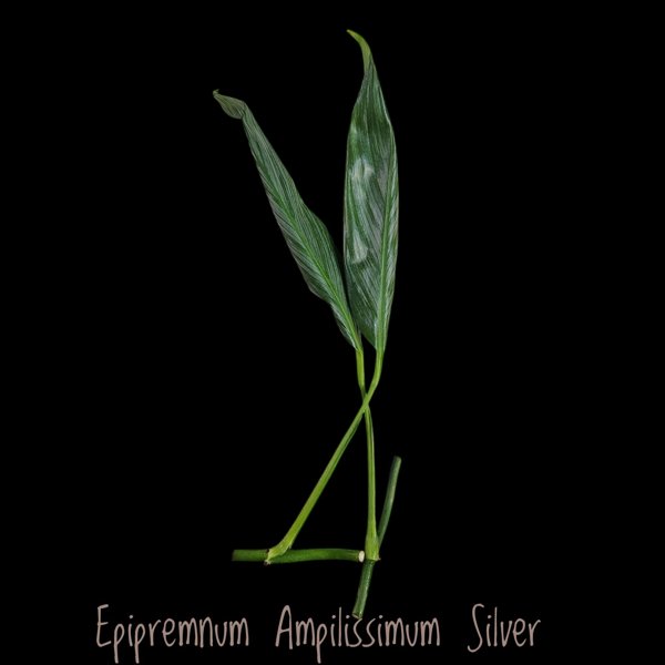 Product image of  Epipremnum Amplissimum Silver Stripe (pistokas)