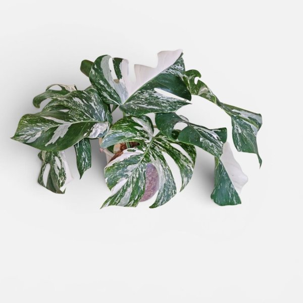 Product image of  Monstera Variegata (pistokas)