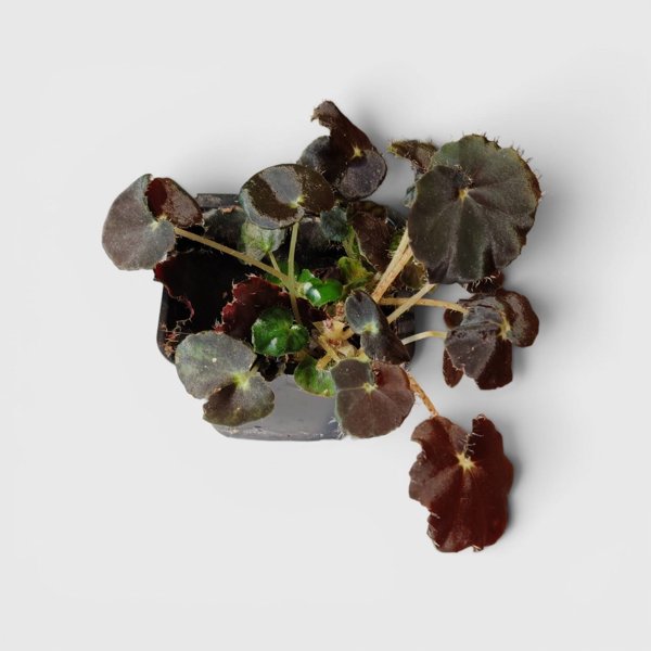 Product image of  Begonia Dark mamba
