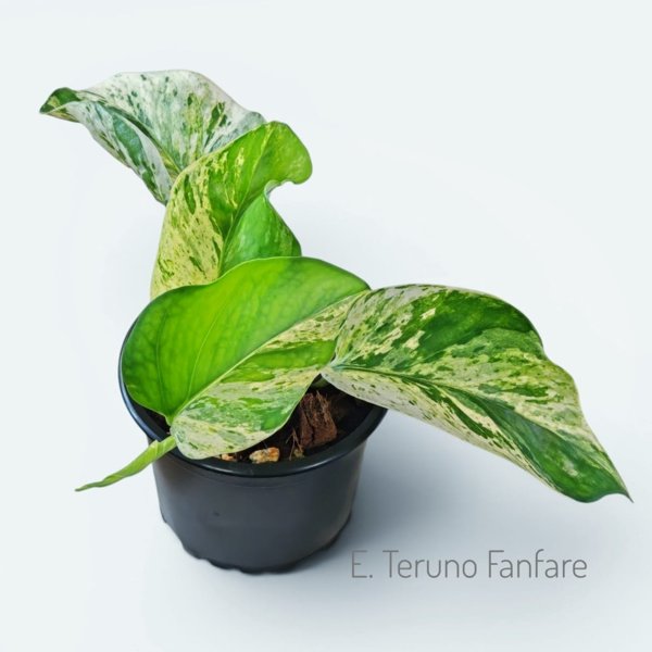 Product image of  Epipremnum Teruno Fanfare