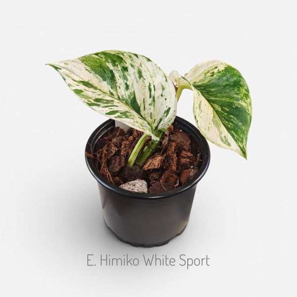 Product image of  Epipremnum Himiko white sport