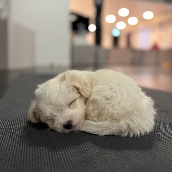 Product image of  Puppy Relax, Su 30.8. klo 11.00-12.00
