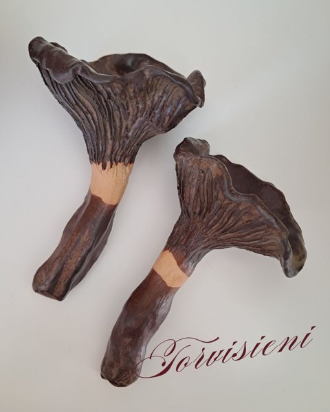 Product image of  Mushroom - Torvisieni