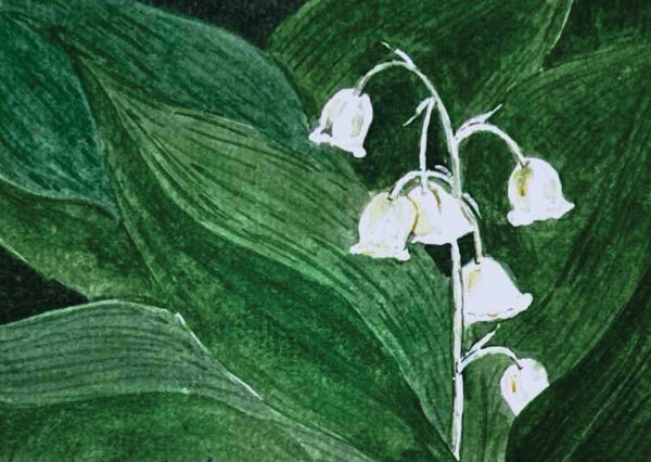 Product image of lily