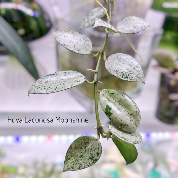 Product image of  Hoya Lacunosa Moonshine (pistokas)