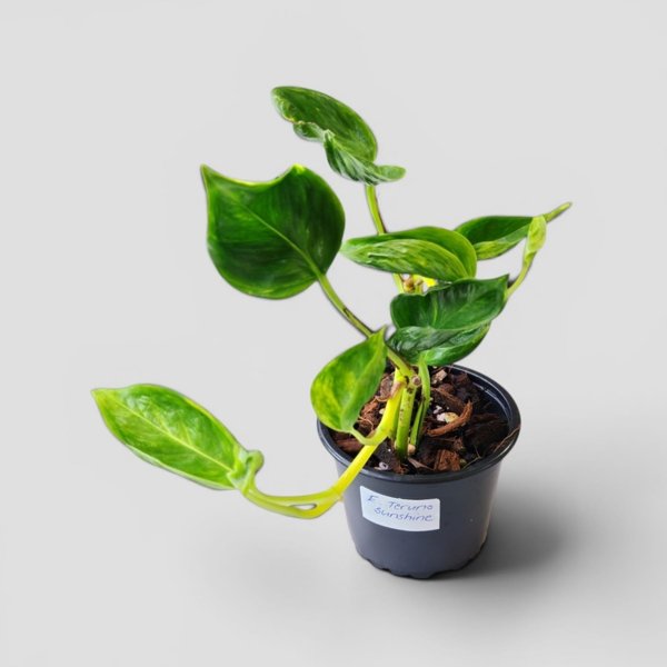 Product image of  Epipremnum Teruno Sunshine