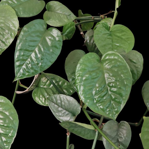 Product image of  Epipremnum SP Taiwan (pistokas)