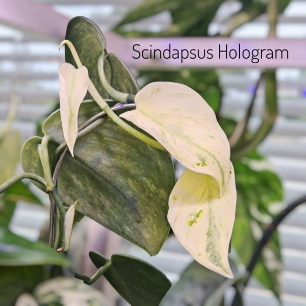 Product image of  Scindapsus Hologram (pistokas)
