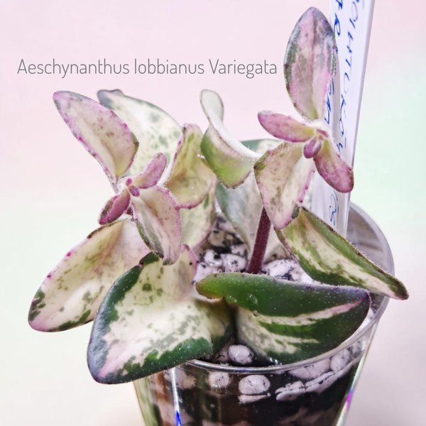 Product image of Aeschynanthus lobbianus Variegata (pistokas)