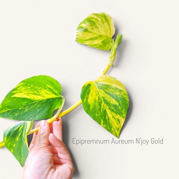 Product image of  Epipremnum aureum N´joy gold (pistokas)