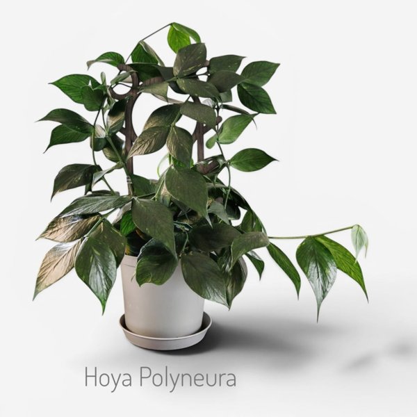 Product image of  Hoya Polyneura (pistokas)