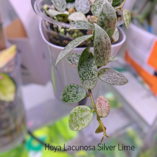 Product image of  Hoya Lacunosa Silver Lime  (Wider leaf) (pistokas)