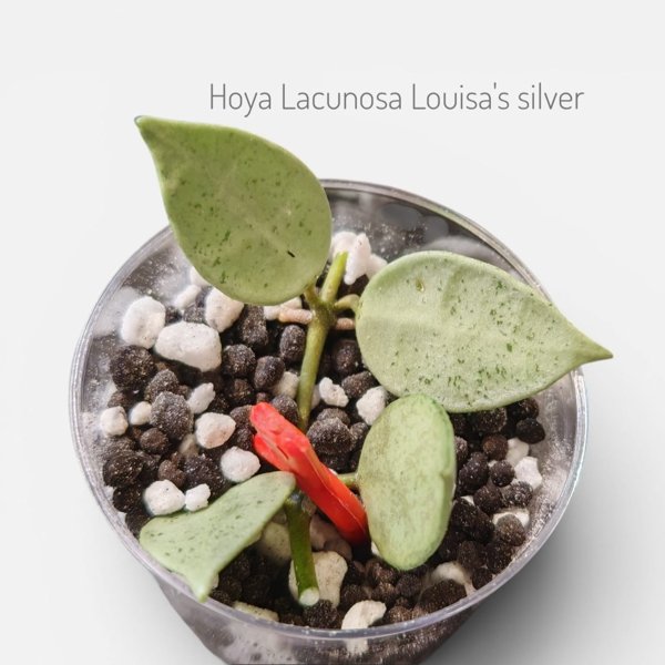 Product image of  Hoya Lacunosa Louisa`s Silver (pistokas)