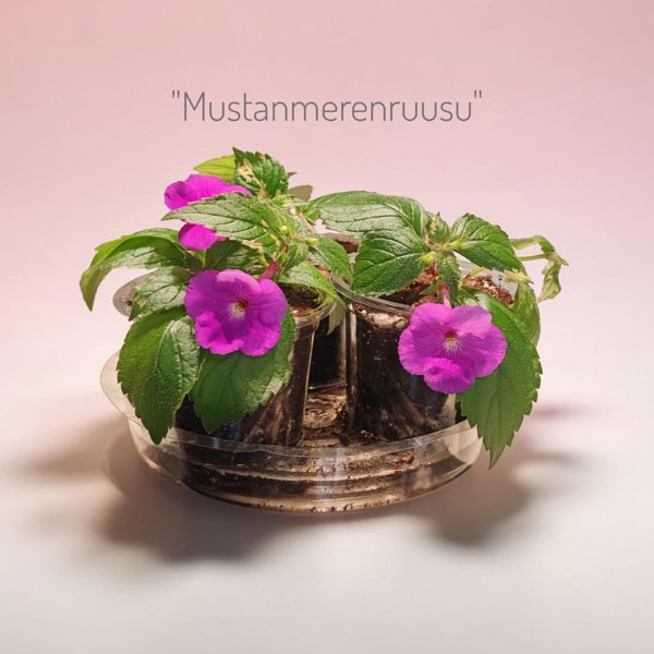 Product image of Mustanmerenruusu