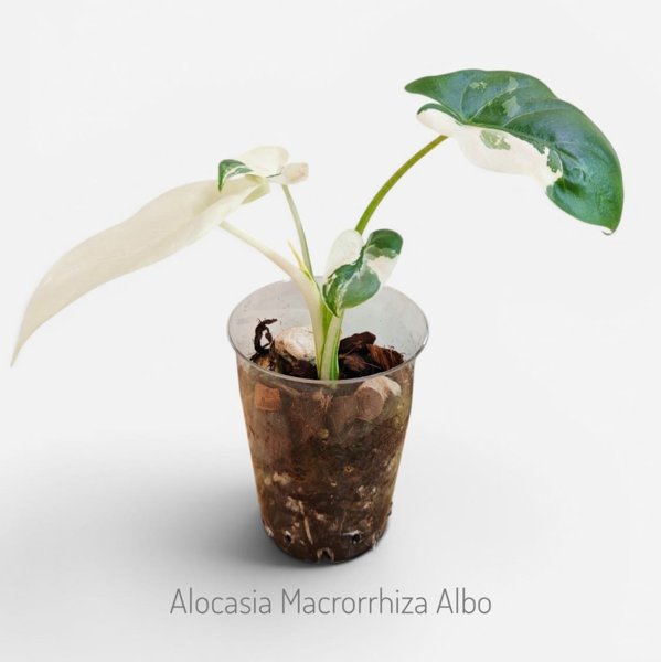 Product image of  Alocasia macrorrhiza Albo Variegata