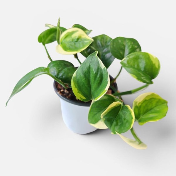 Product image of  Epipremnum Aureum Poonsin
