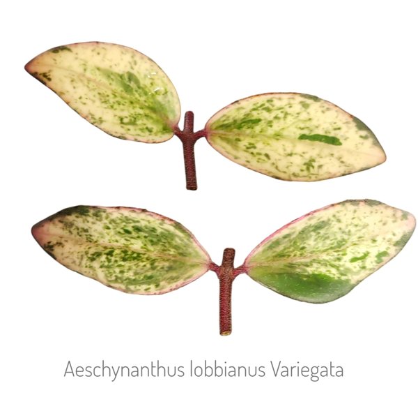 Product image of Aeschynanthus lobbianus Variegata (pistokas)