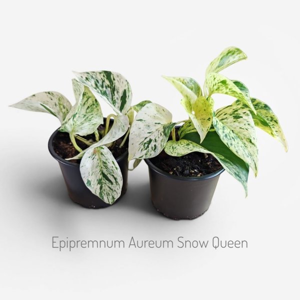 Product image of  Epipremnum aureum Snow Queen