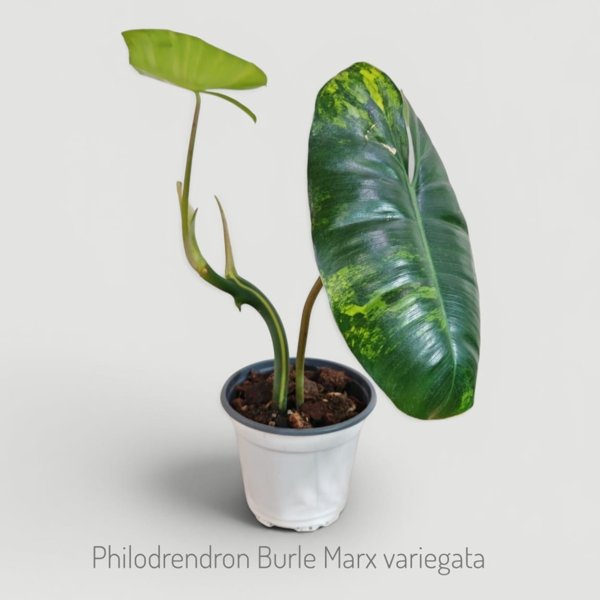 Product image of Philodendron Burle Marx variegata