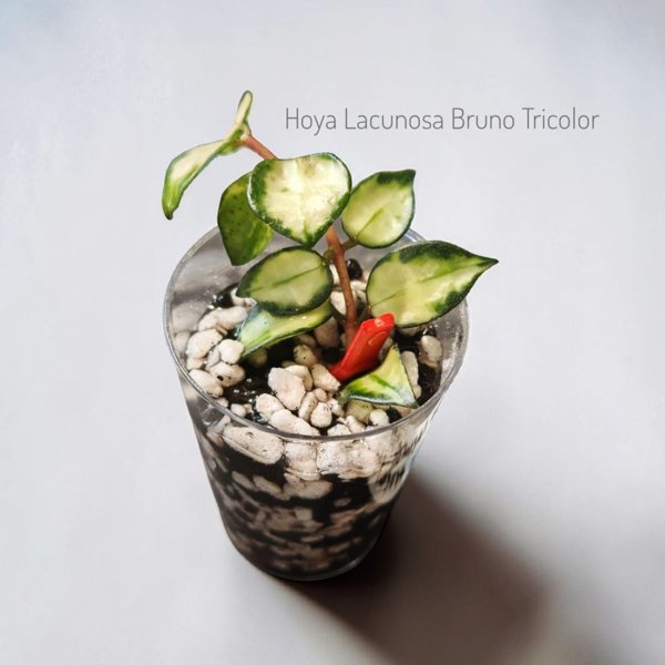 Product image of  Hoya Lacunosa Bruno Tricolor (pistokas)