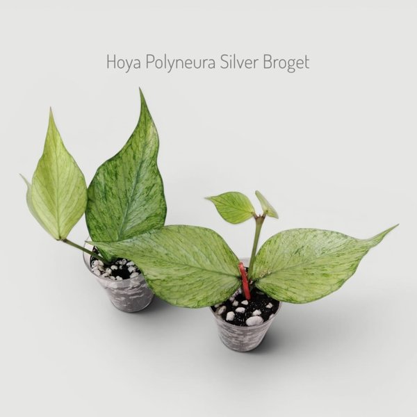 Product image of  Hoya Polyneura Silver Broget (pistokas)