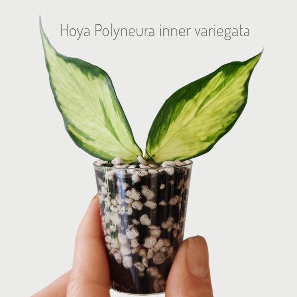 Product image of  Hoya Polyneura inner variegata (pistokas)