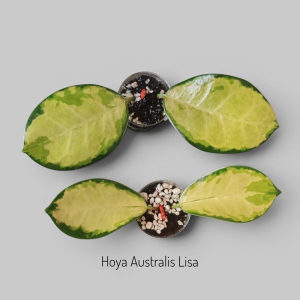 Product image of  Hoya Australis Lisa (pistokas)