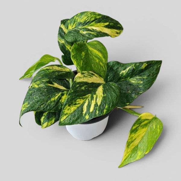 Product image of  Epipremnum Teruno Bumpy