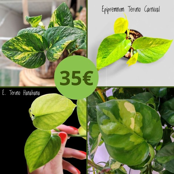 Product image of  Kultaköynnös setti (pistokas)