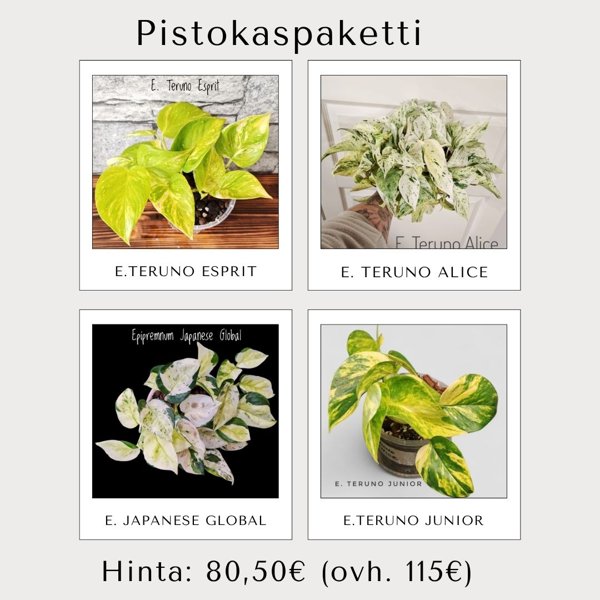 Product image of  Kultaköynnös setti (pistokas)