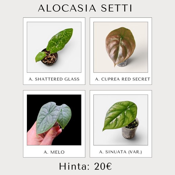 Product image of  Alocasia setti
