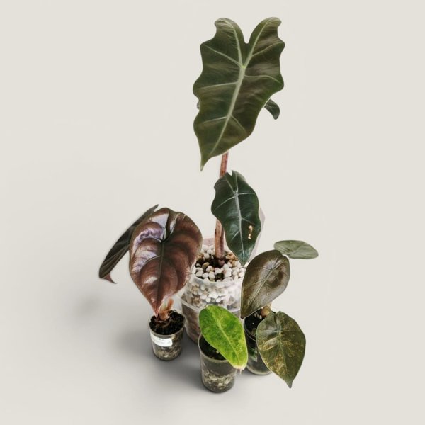 Product image of  Alocasia setti