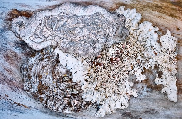 Product image of  BEDROCK : : ROCKBED Sunnuntai 16.8. klo 14.00