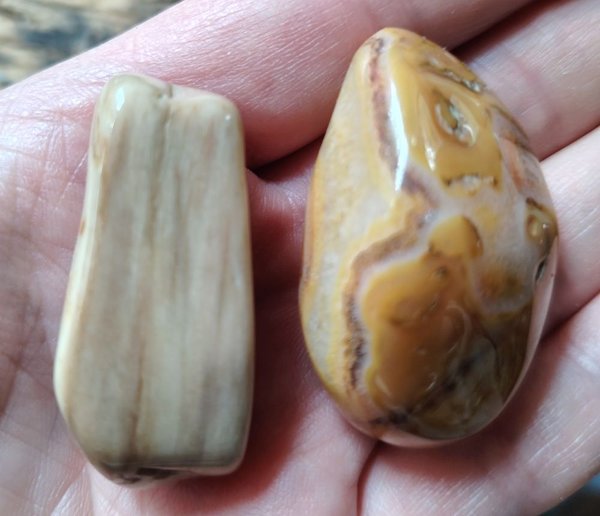 Product image of  Kivettynyt puu