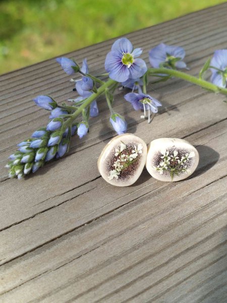 Product image of  Poronsarvikorvakorut -kuivatettu kukka