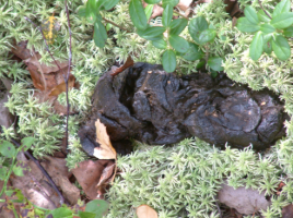 Product image of Luontokuva KARHUN ULOSTE, koko 2,3 Mt