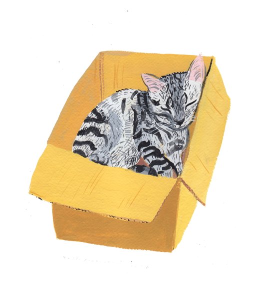 Product image of Nukkuva laatikkokissa