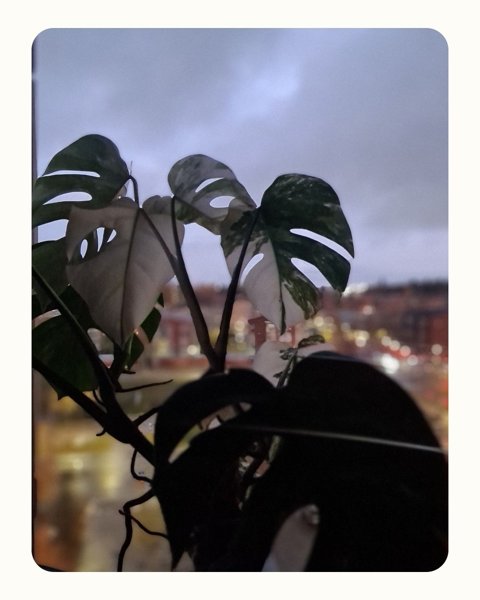 Product image of  KOHTI VALOA: huonekasvien talvihoito