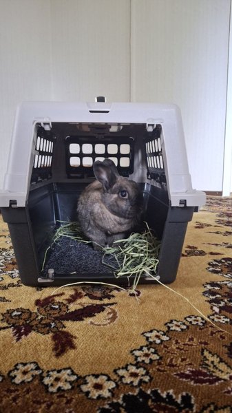 Product image of  Kohti stressittömämpää eläinlääkärikäyntiä, OSA 1