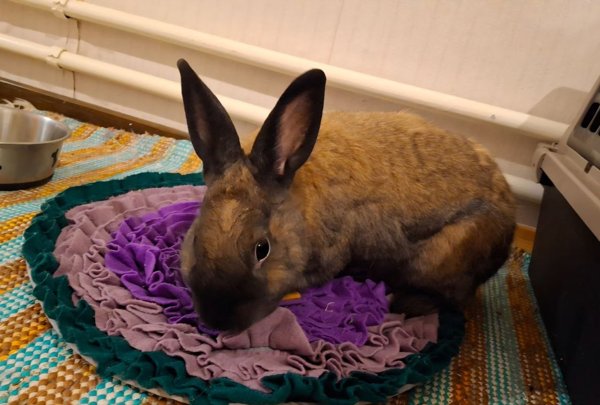 Product image of  Kohti stressittömämpää eläinlääkärikäyntiä, OSA 2