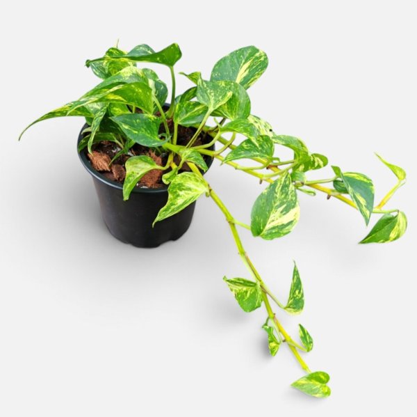 Product image of  Epipremnum aureum Hicolor
