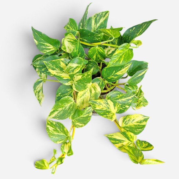 Product image of  Epipremnum aureum Hicolor