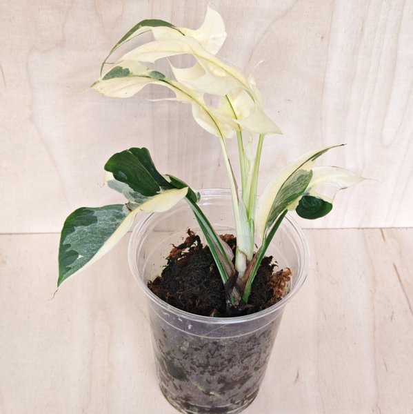Product image of  Tetrasperma "White Monster / variegata"