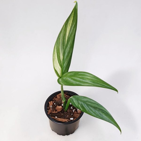 Product image of  Epipremnum amplissimum Albo