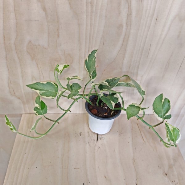 Product image of  Epipremnum Pearls & Jade