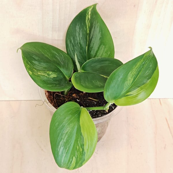 Product image of  Scindapsus Rubicon Aurea