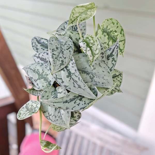 Product image of  Scindapsus Silver Lady (pistokas)