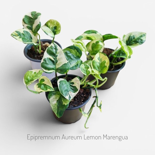 Product image of  Epipremnum aureum Lemon Marenque