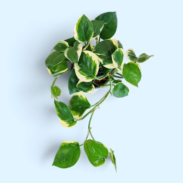 Product image of  Epipremnum Aureum Poonsin